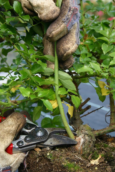 Wildtrieb entfernen