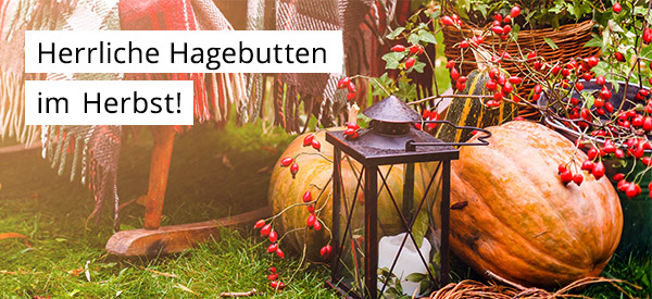 Herrliche Hagebutten
