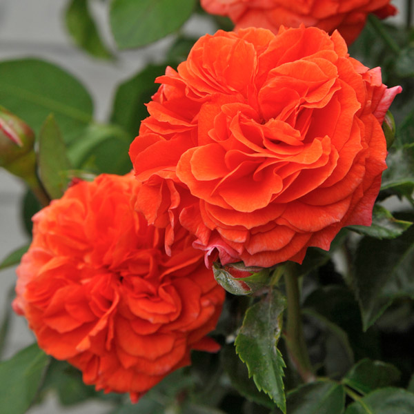 Orangerie®