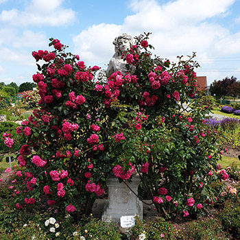 Rosengarten