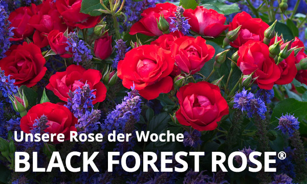  Black Forest Rose®
