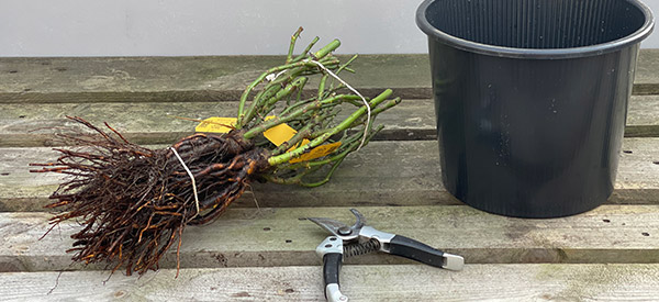 Jetzt wurzelnackte Gartenrosen bestellen