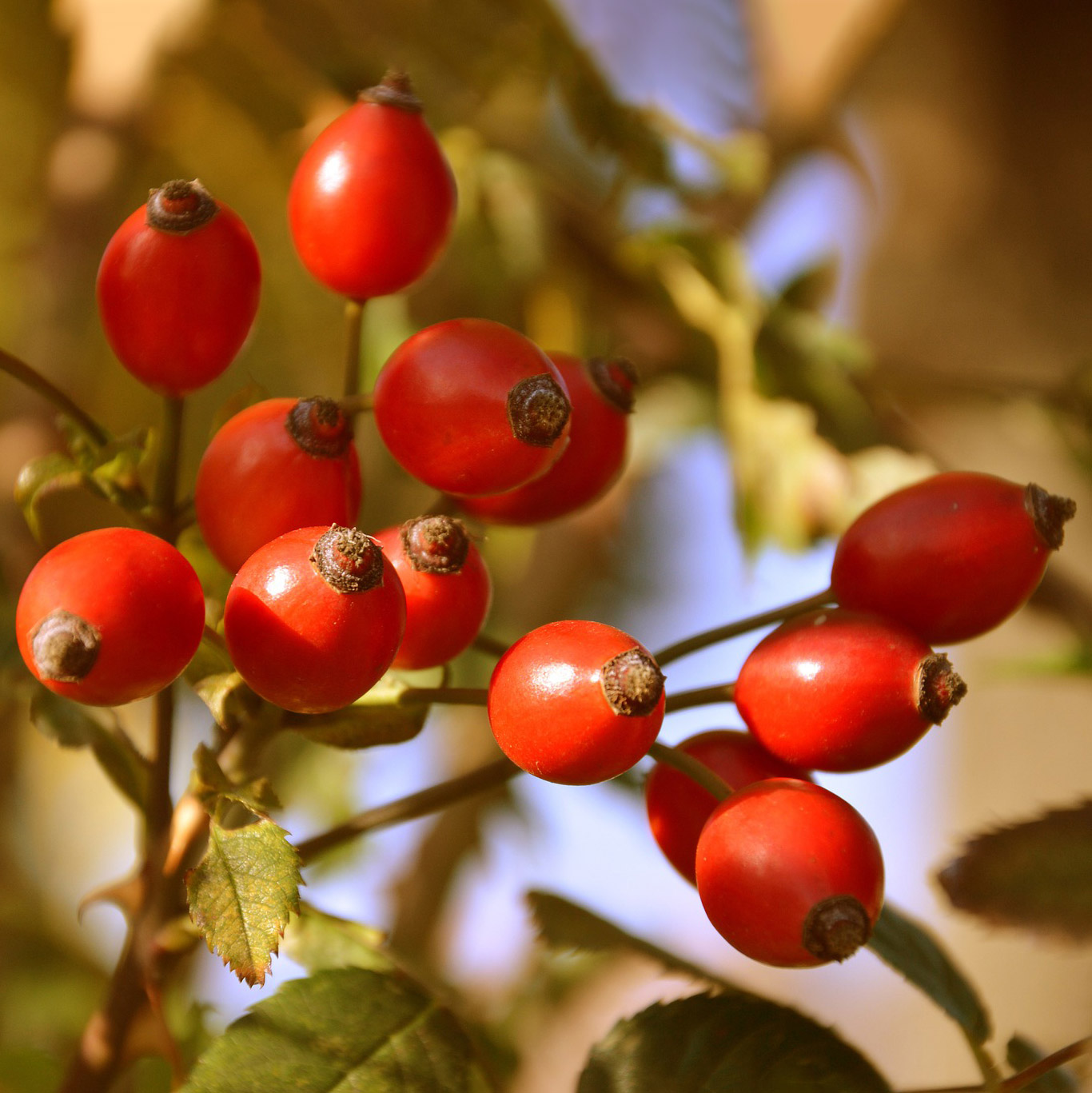 Impression Hagebutten im Herbst