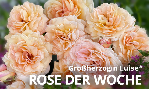 Großherzogin Luise® 