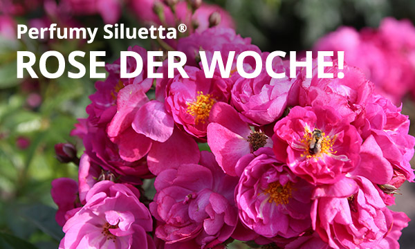 Perfumy Siluetta®
