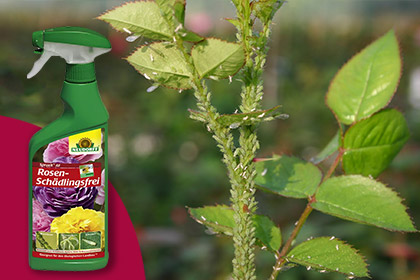  Spruzit AF Schädlingsfrei 