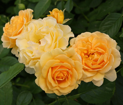 Goldene Rose von Baden-Baden 2023