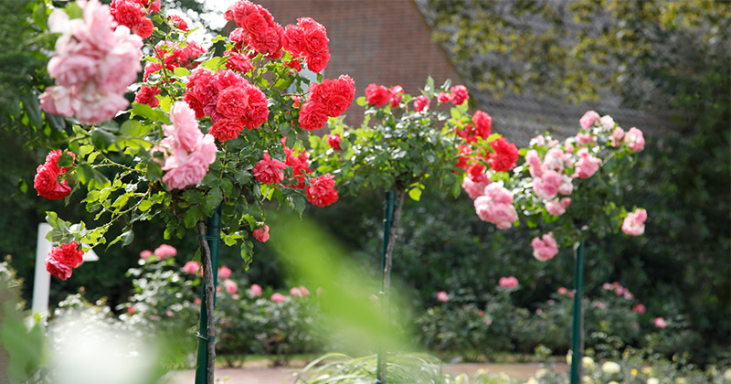 Pflanzvorschläge mit Stammrosen