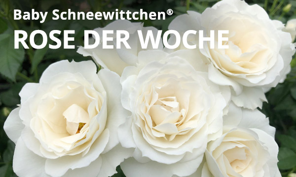 Baby Schneewittchen®