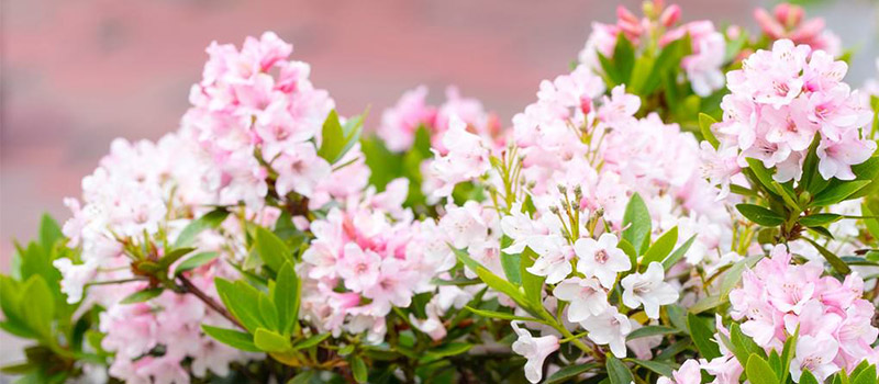  Zwerg-Rhododendron ‘Bloombux®’ pink