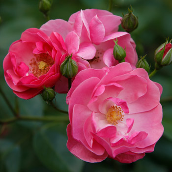  Strauchrose Angela® 