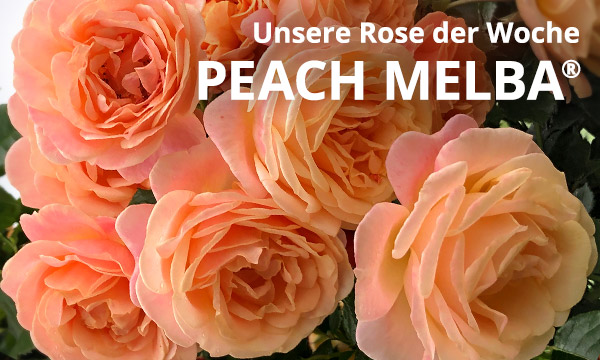 Peach Melba®