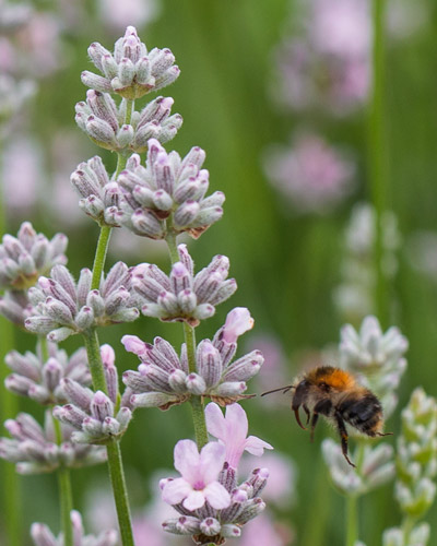 Lavendel 'Rosea'