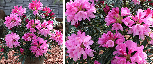 Rhododendron Graziella III