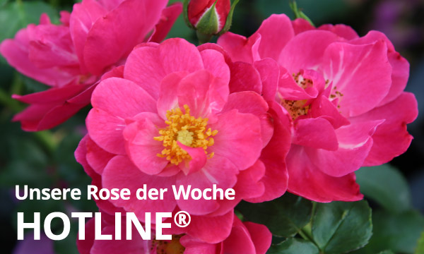 Hotline®