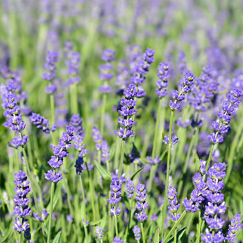 Lavendel Essence Purple