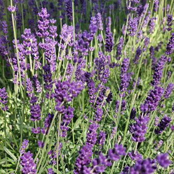 Lavendel Hidcote Compact Blue