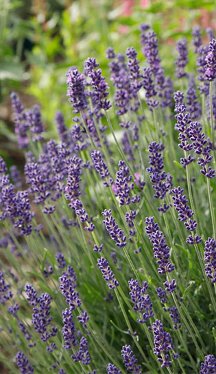 Lavendel Hidcote Blue