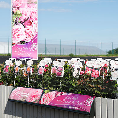 Verkaufssfläche am Rosengarten