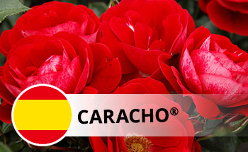 Caracho®