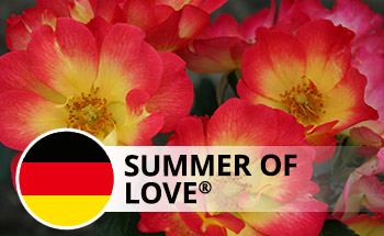 Summer of Love®