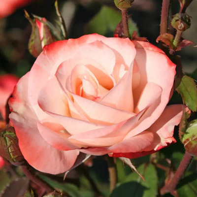 Rosen für Hecken