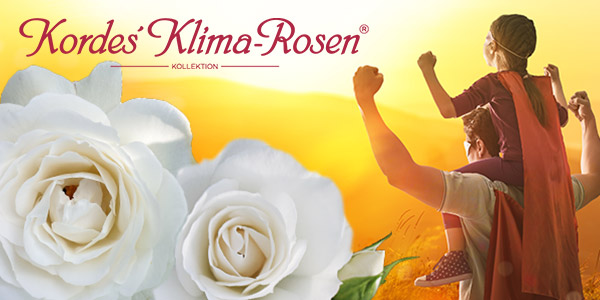 Kordes Klima-Rosen®
