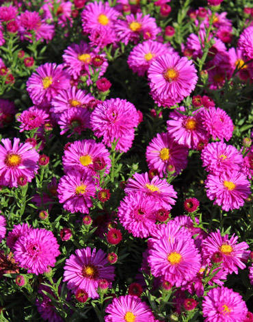  Kissen-Aster Amethyst 