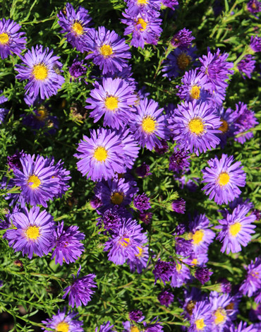 Kissen-Aster Blue Lapis