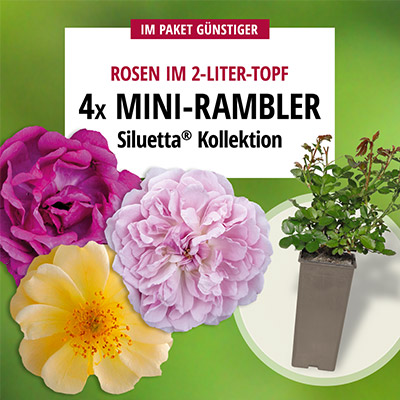 Angebot Siluetta® Kollektion