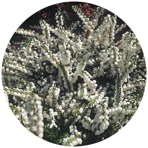 Sommerheide Kinlochruel