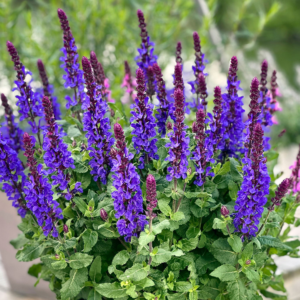 Steppen-Salbei Marvel Dark Blue