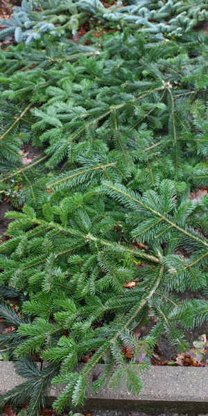 Schnittgrün Nordmann Tanne