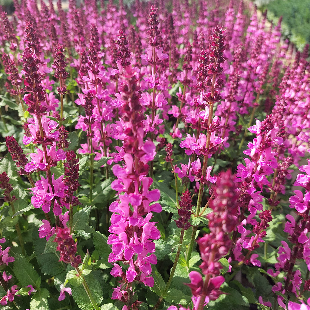 Ziersalbei Marvel Rose