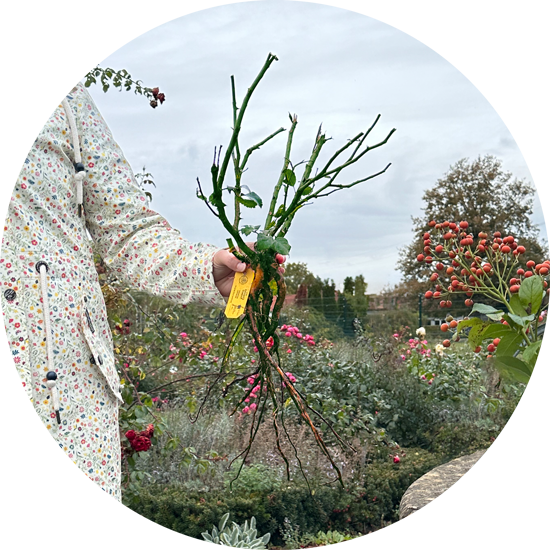 Wurzelnackte Gartenrosen