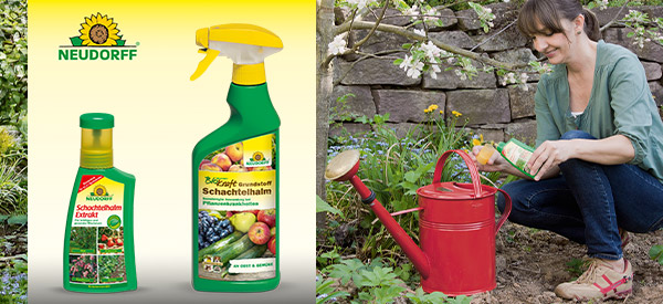 Schachtelhalm Extrakt