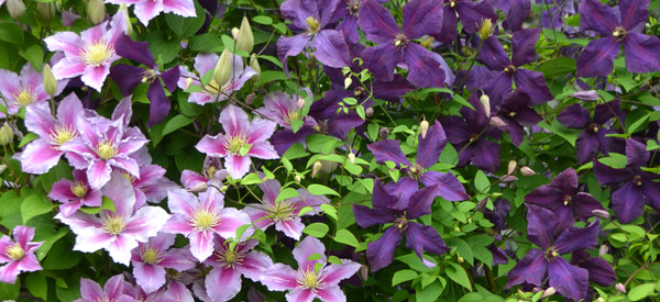 Kletternde Waldreben Clematis