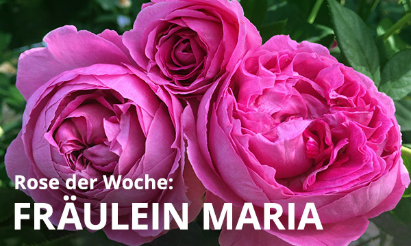 Fräulein Maria