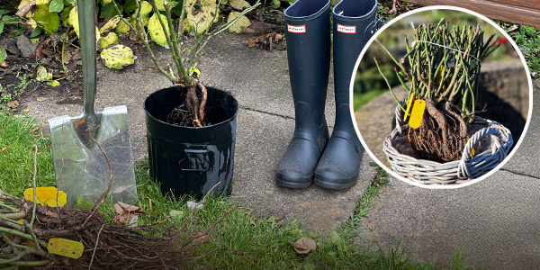 Wurzelnackte Gartenrosen