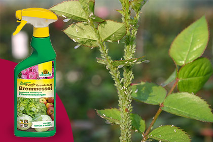 BioKraft Grundstoff Brennnessel