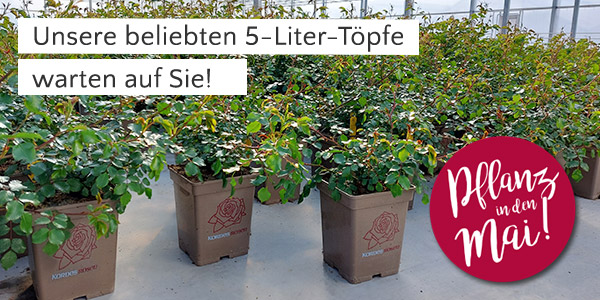 5-Liter-Topfrosen