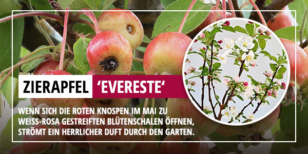 Zierapfel Evereste