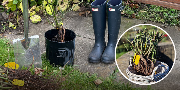 Wurzelnackte Gartenrosen