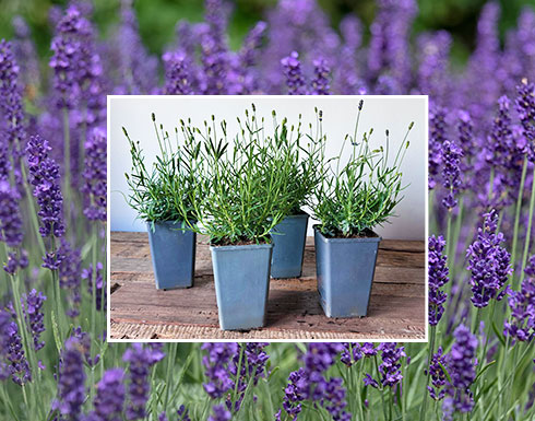 4er-Set Lavendel Hidcote Blue