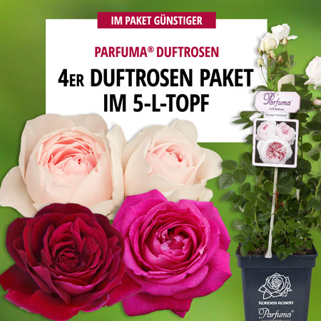 4er-Duftrosen-Paket