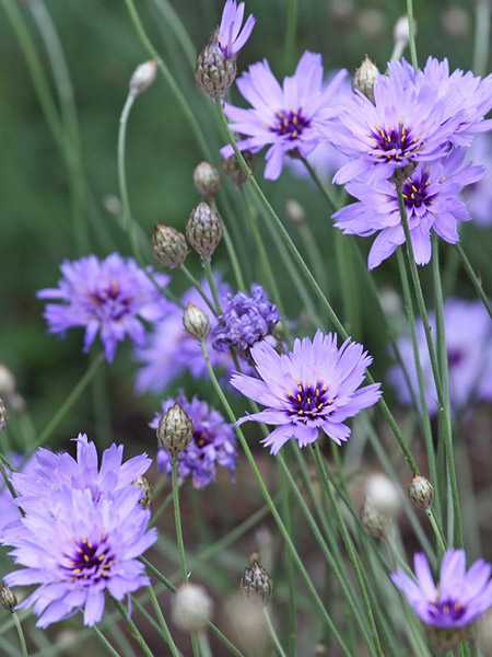 Blaublühende Rasselblume