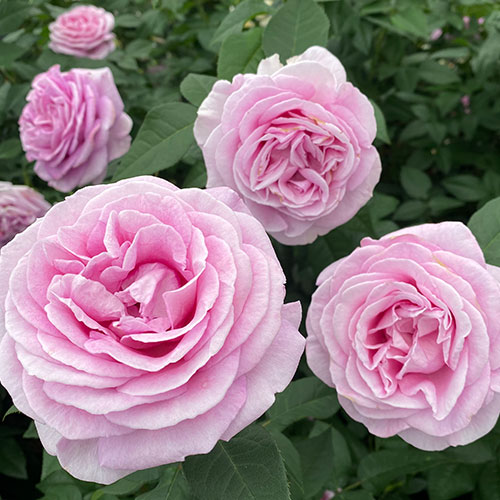Königin Marie