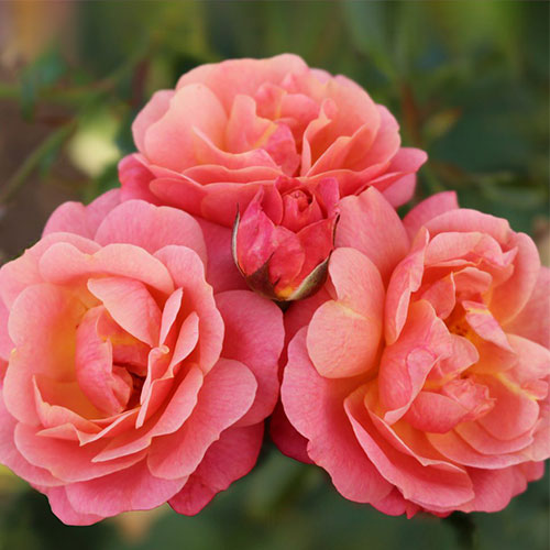 Peach Melba®