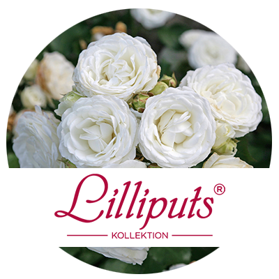 Lilliputs® Kollektion