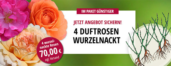 Angebot 4 Duftrosen wurzelnackt Angebot 4 Duftrosen wurzelnackt